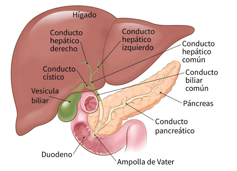 Situación de la vesícula biliar.