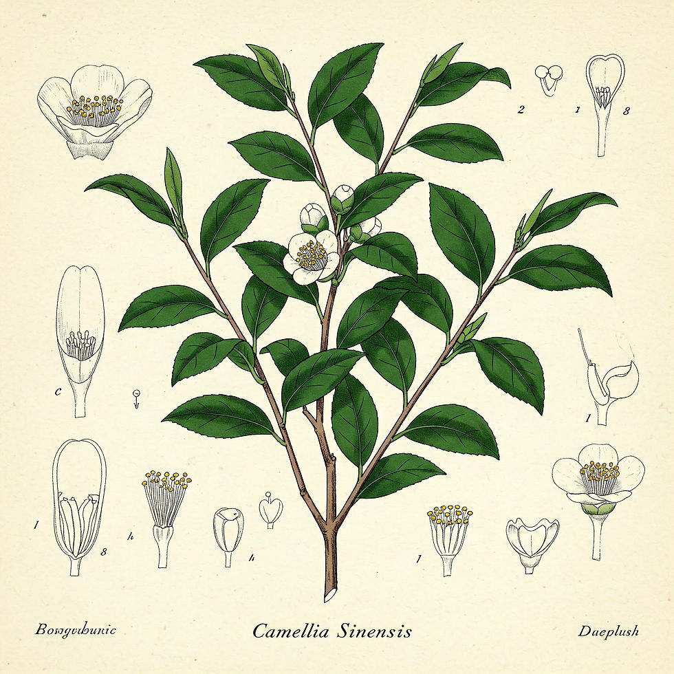 Planta del té.