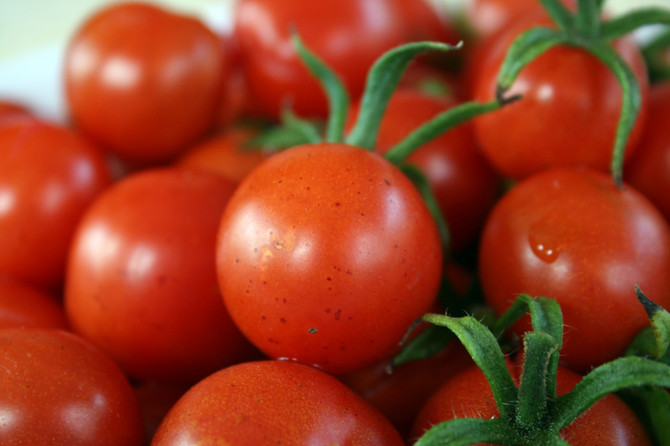 Amid Trump Administration dumping duty a strong period for Mexican greenhouse tomato production