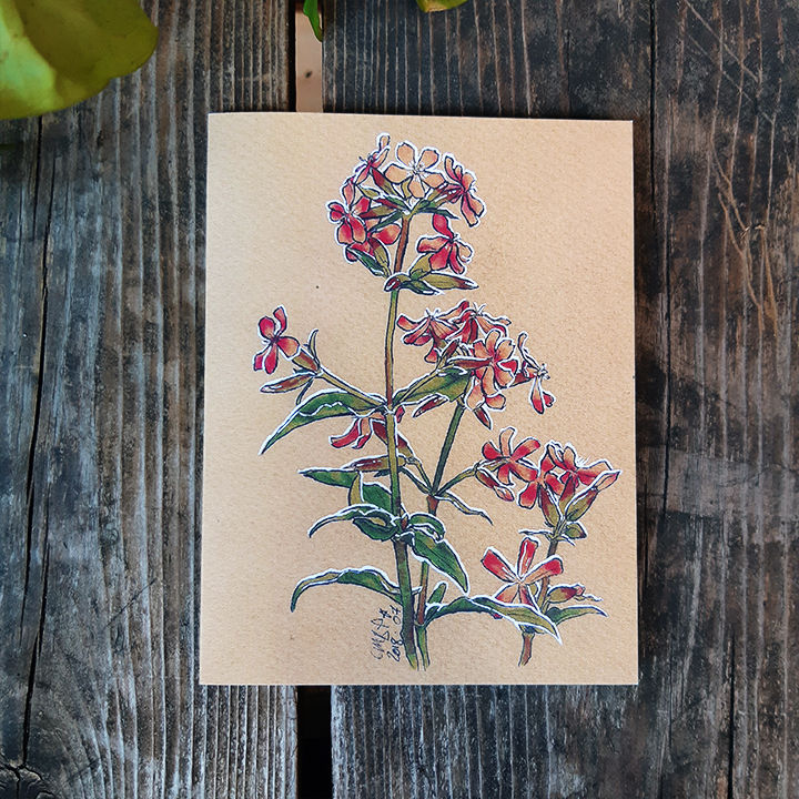 Saponaire - CARTE DE VOEUX