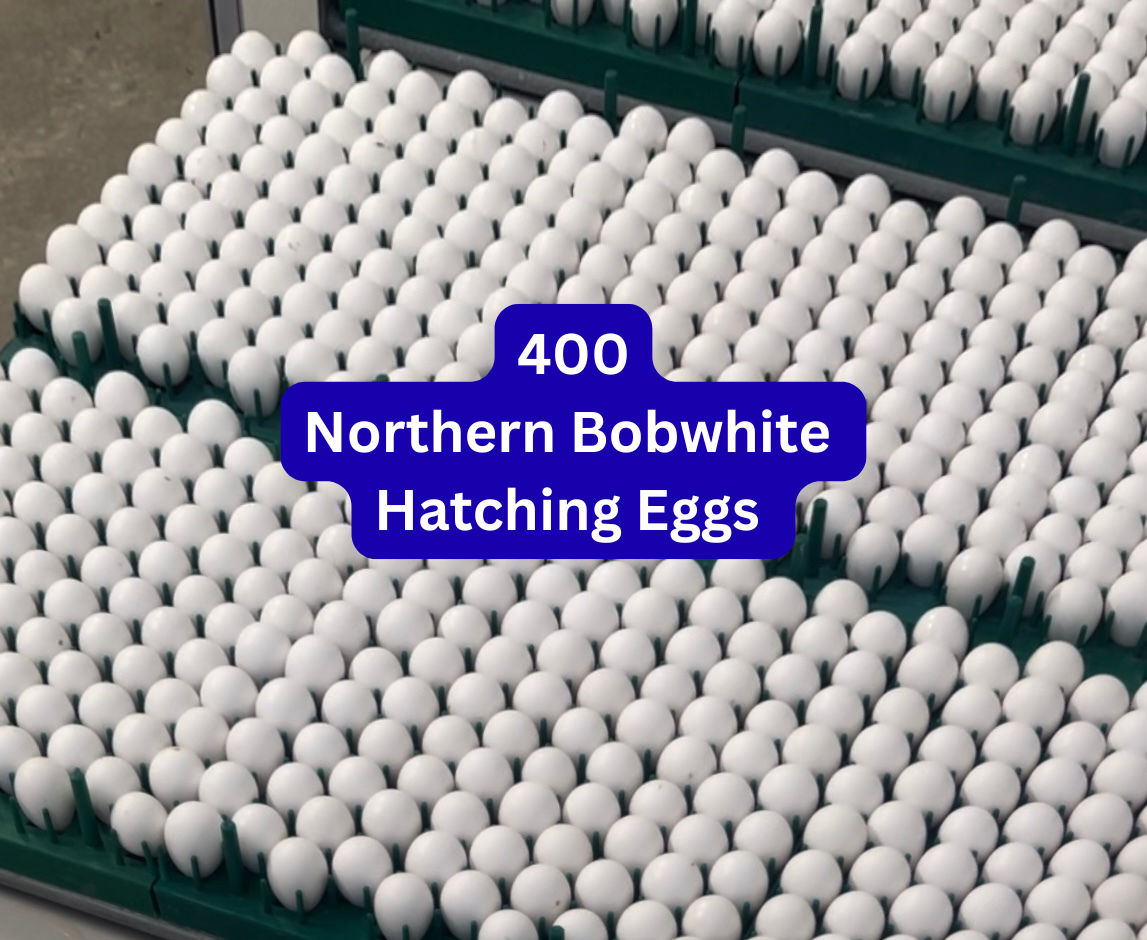 400 Northern Bobwhite Quail Hatching Eggs