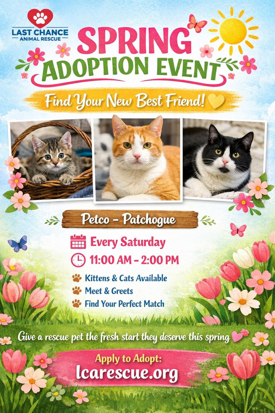 Cat Adoption Day at Petco Patchogue
