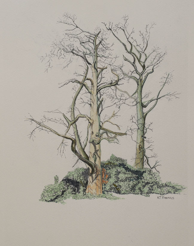 Watercolour of a tree in the winter at Booker Common, UK