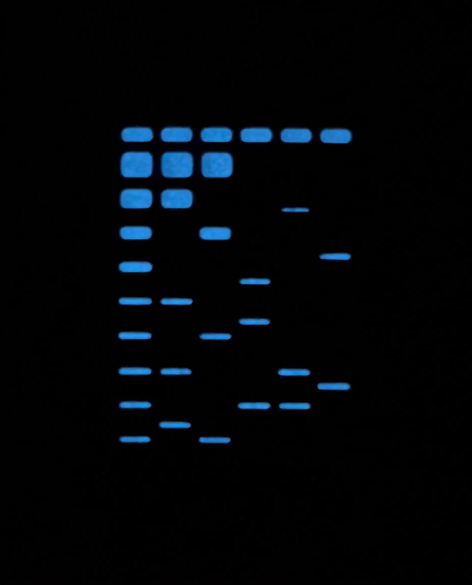 Thumbnail: Gel Electrophoresis Badge Pin - Metallic Hard Enamel