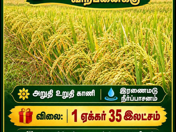 14 Acres Paddy Land for Sale in Kilinochchi