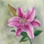 Pink lilie Noosa, Australia, National Park, main beach, Queensland