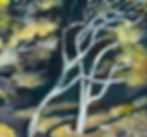 Tea Tree Morning, , National Park, Noosa, Australia, Queensland, surf club, surf fragment