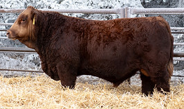 ZSL 173L.jpg
