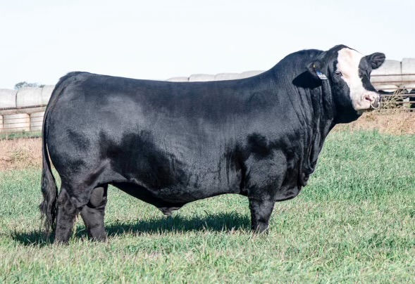 Crossroad Dateline 59L