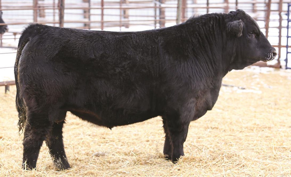 Grass Roots Esteem 204K