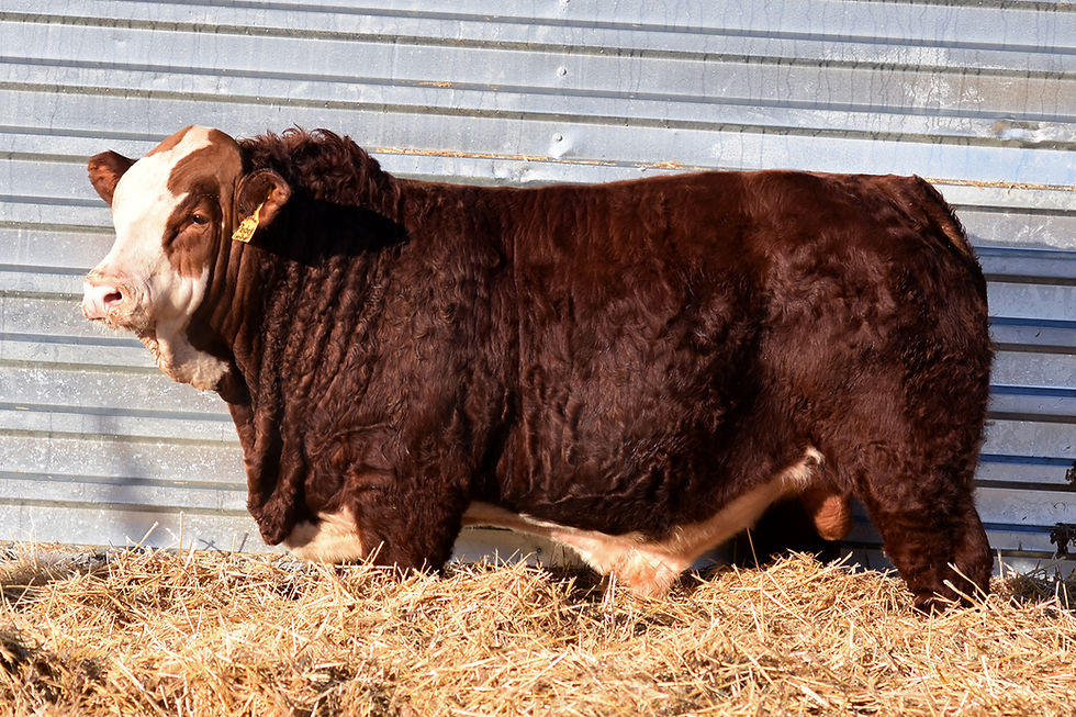 Crossroad Playboy 82L