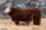 ZSL 181L