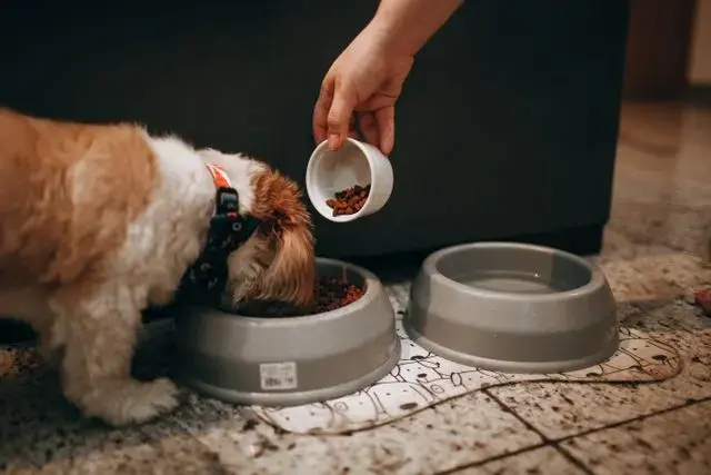 perro cachorro comiendo