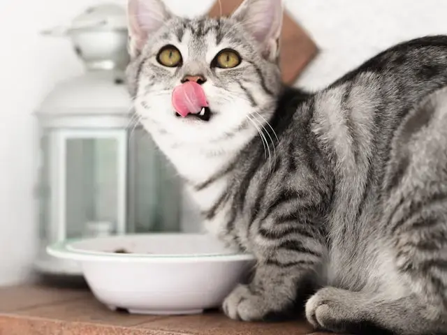 gato gris comiendo