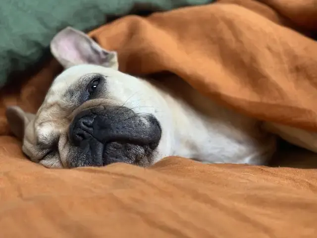perro durmiendo sobre manta naranja