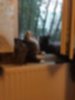 Birdy birdy in the sky...