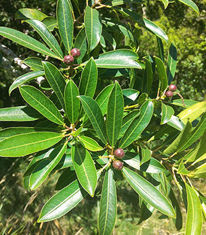 Sapium glandulosum (L.) Morong
