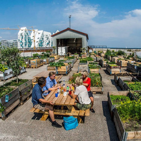 URBAN GARDENING SUCCESS IN AARHUS, DENMARK