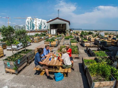 URBAN GARDENING SUCCESS IN AARHUS, DENMARK