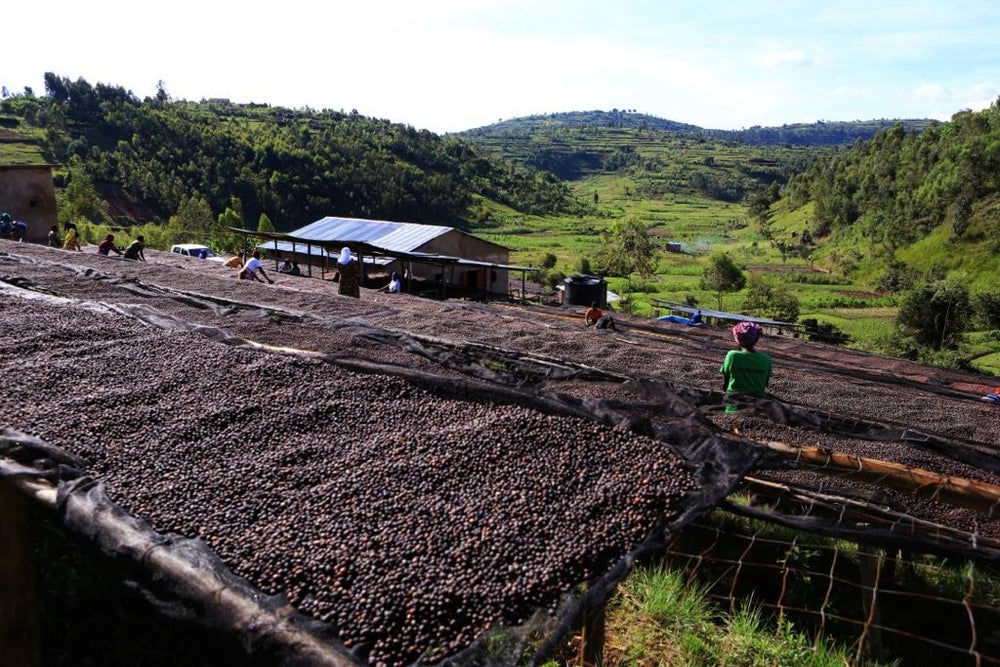 Rwanda - Sugarcane Decaf
