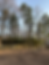 Pine trees and bare trees in a cleared lot with a wooden fence
