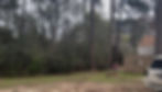 Cleared residential lot with dense woods, a house, and white SUV