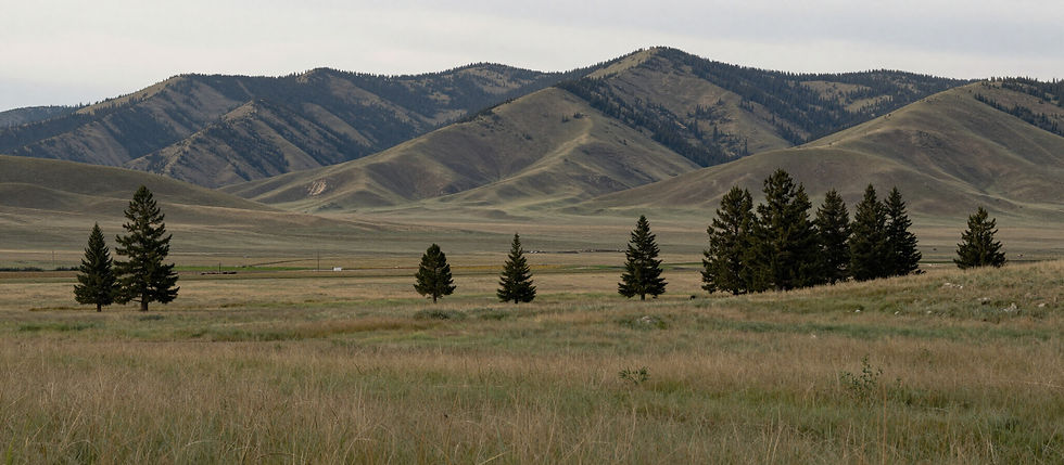 Grassy field, scattered trees, mountains in background