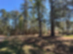 Wooded land with tall pine trees