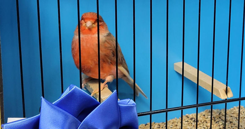 Stafford Red Brown
