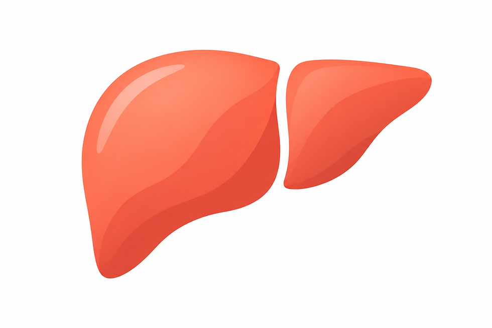 Anatomical illustration of a human liver for nutrition