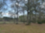 Bare trees, dry grass, distant woods under blue sky