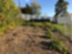 University garden 2.jpg