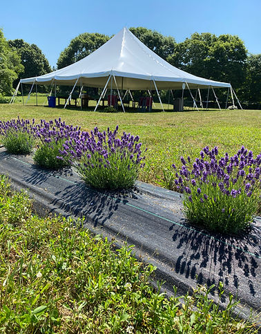 High peak tent for event usage.