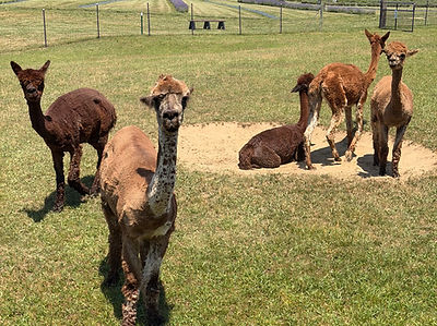 alpacas-group-1.jpg