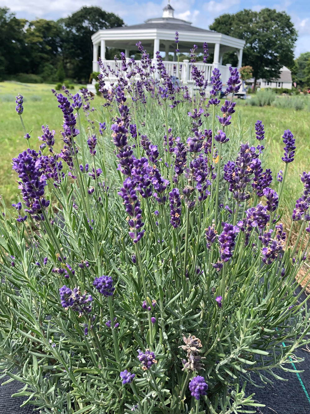 Lavender Waves Farm photo