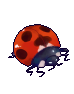 ナナホシテントウ(素材用).png