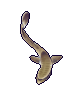 コバンザメ.png