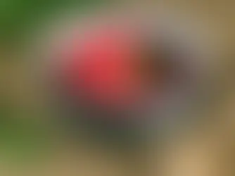 מרק קובה סלק מסורתי עם קובות בשר וסלקים טריים