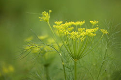 Golden Fennel