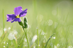 A Lone Aubretia