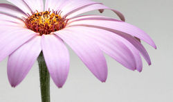 African Daisy