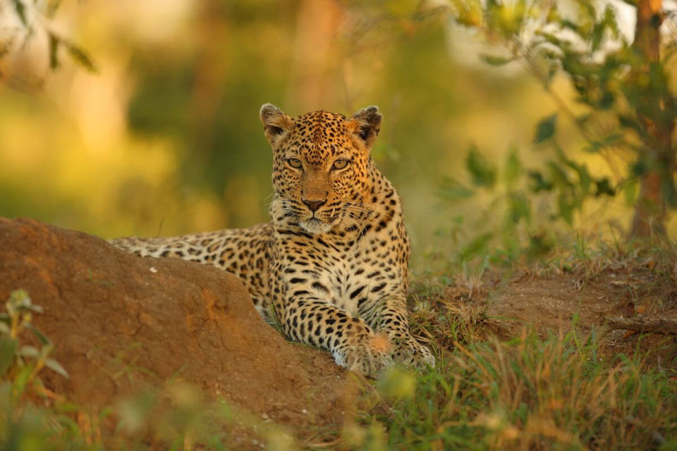 A leopard laying down on a dirt hill