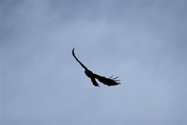 82 (Small) (Small).jpg