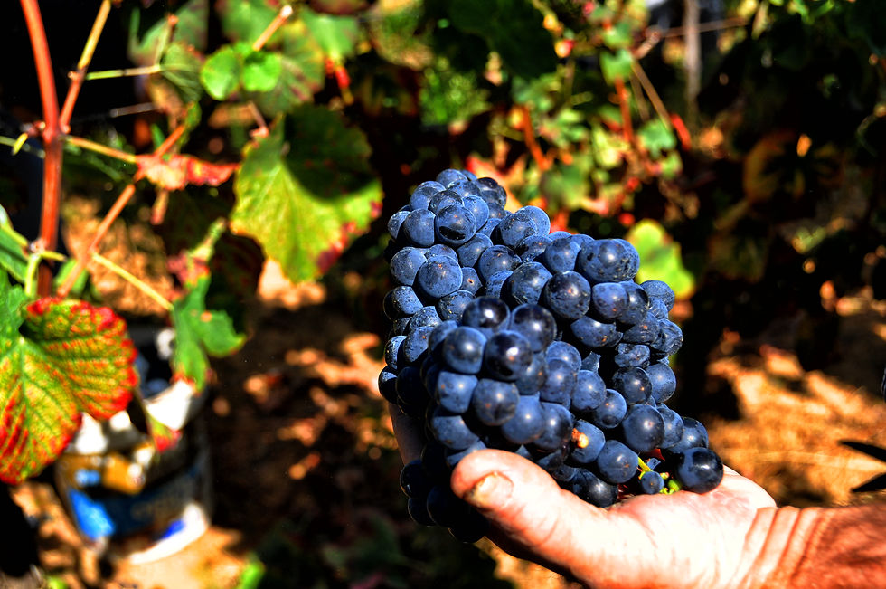 Uva tinto