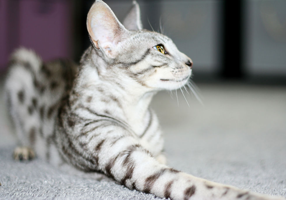 Silver Savannah Cat