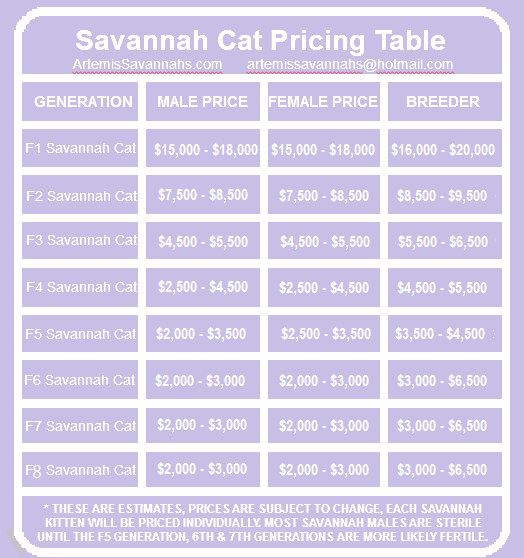 Savannah Cat Price