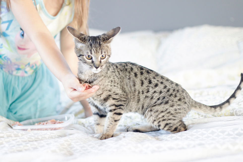 Brown spotted Savannah kitten