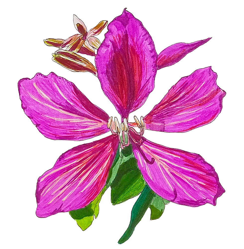 Miniatura: Stickers Plantas