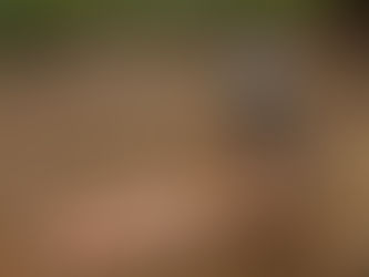 A Beginner’s Guide to Reptile Photography