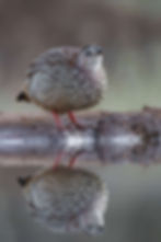 Antares Bush Camp and Umgede Hide